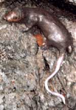 Wax rat spotted on Faerie Tree near Kensington Palace in London, photo by Jim McPherson, 2003