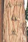 Woman  Face in Tree, taken by Jim McPherson